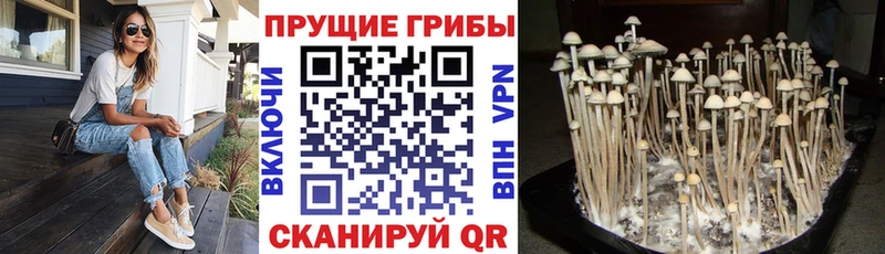 купить   Усть-Кут  Псилоцибиновые грибы мицелий 
